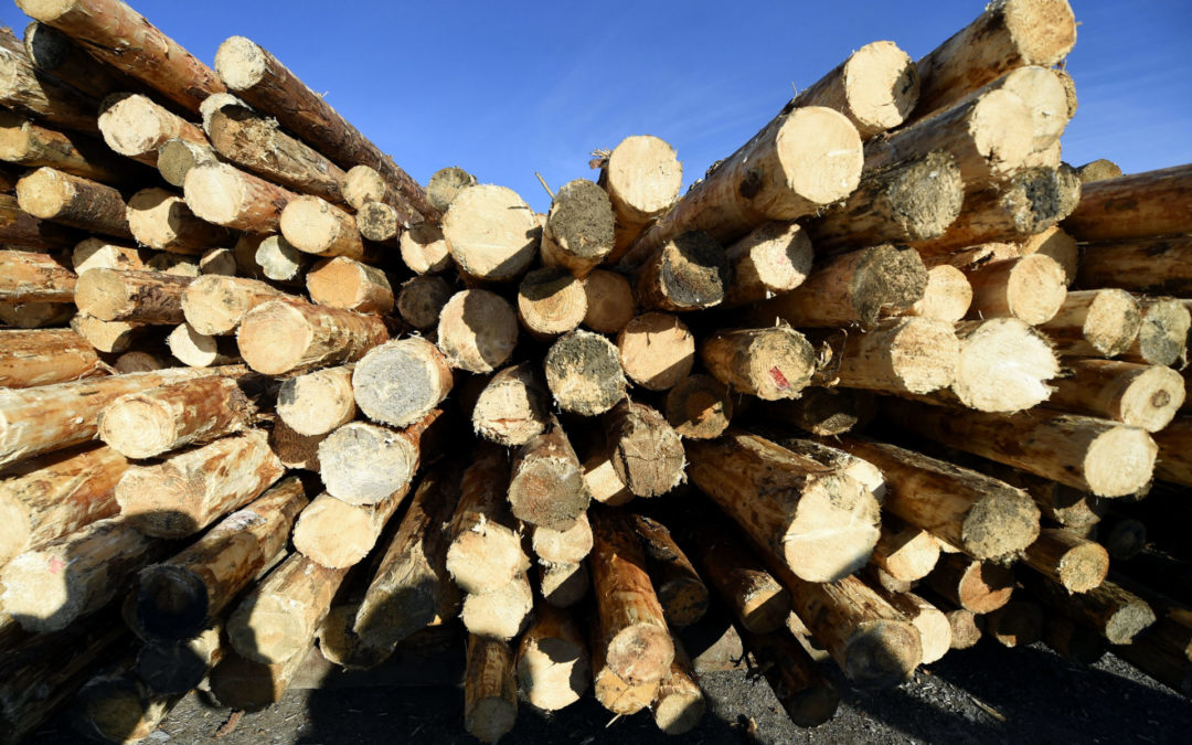 Köbméterenként 150 lejes tűzifavásárlási támogatást jelentette be a környezetvédelmi minisztérium￼