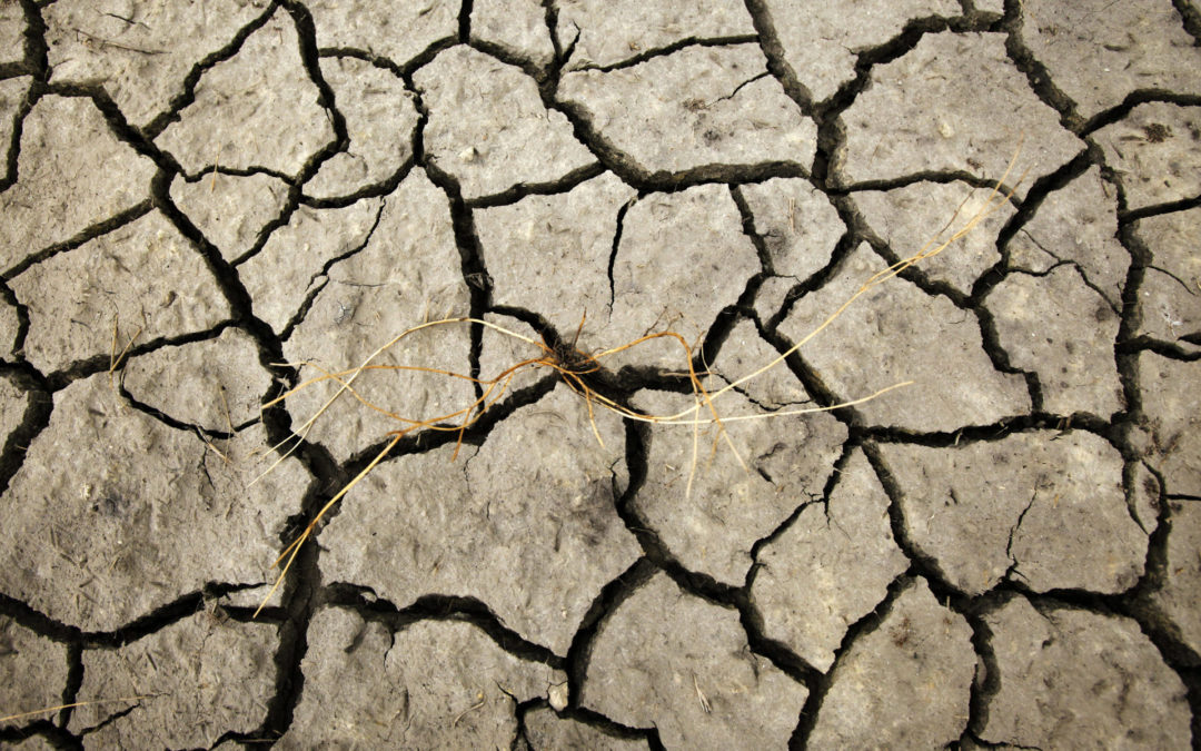 Evropa prolazi kroz jednu od najtežih suša