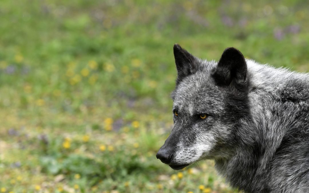 Países Bajos apoya plan para debilitar el estatus protegido del lobo