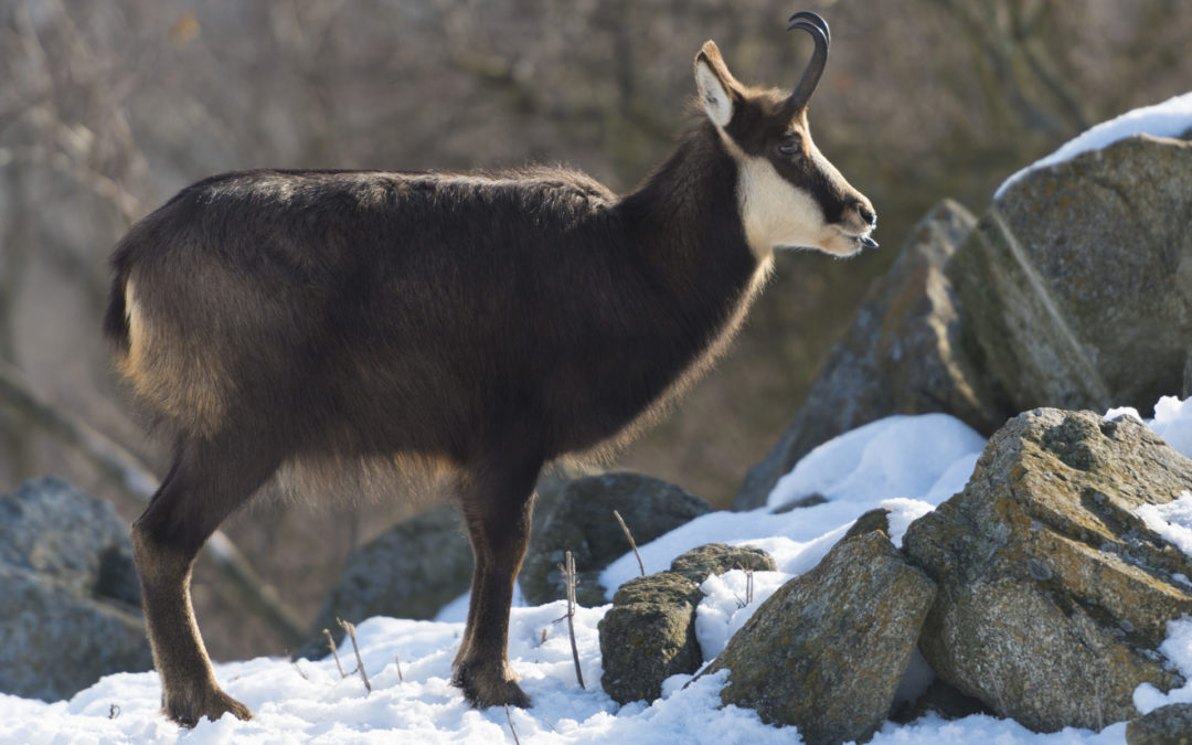 Kamzík vrchovský vo výbehu zoologickej záhrady v Košiciach 8. februára 2019. FOTO TASR - Milan Kapusta