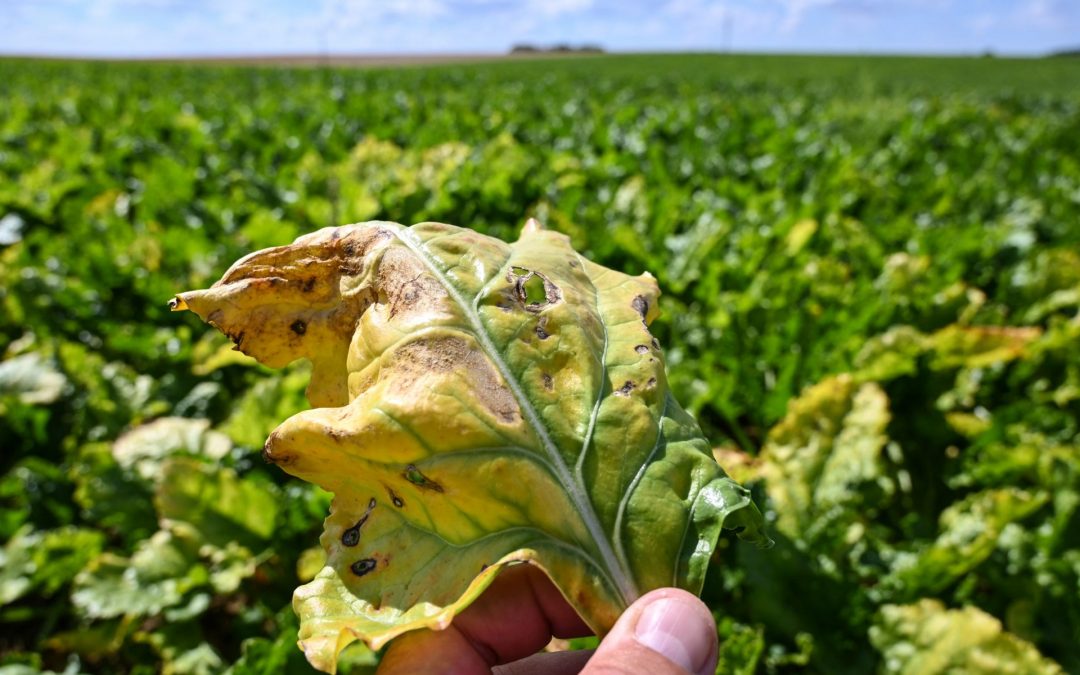 Quota de sucre ukrainien dans l’UE : « pilule amère » pour les betteraviers français