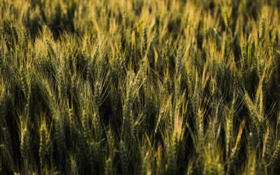 Miniştrii Agriculturii din CEE cer Comisiei Europene măsuri pentru a stabiliza piaţa internă a cerealelor