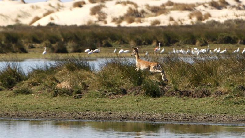 Bruselas exigirá la protección de Doñana