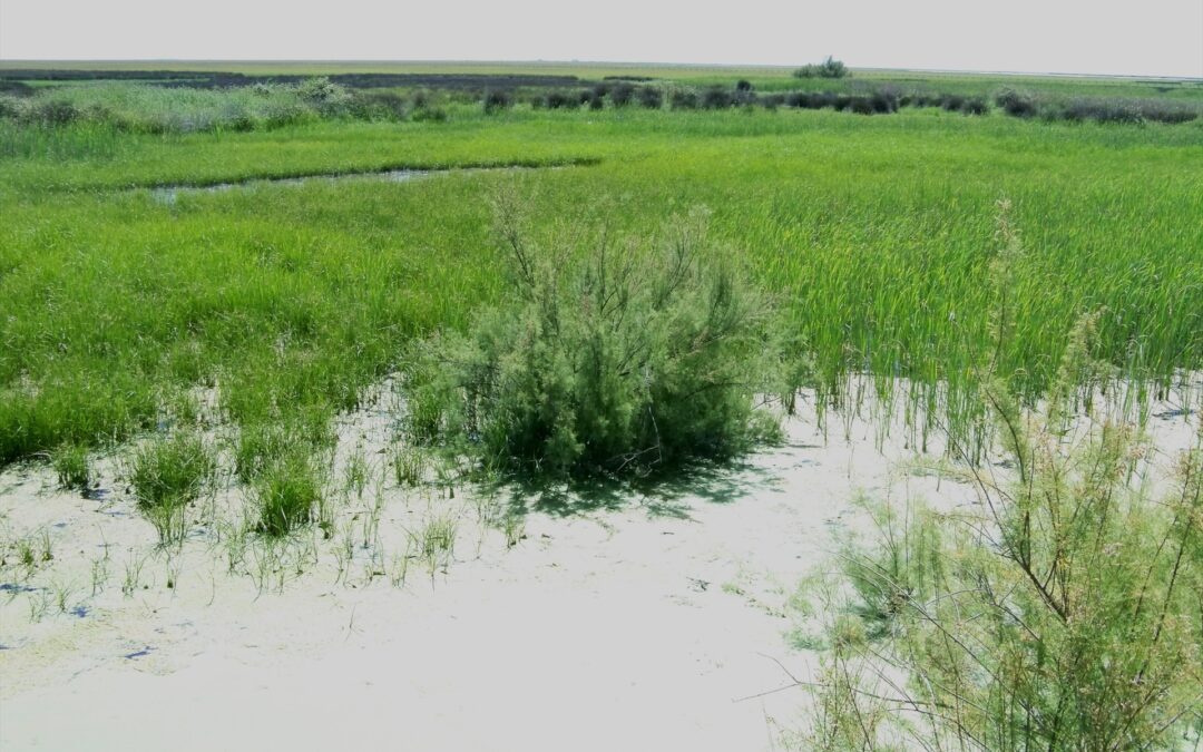 Bruselas combatirá la ley de regadíos de Doñana si se aprueba