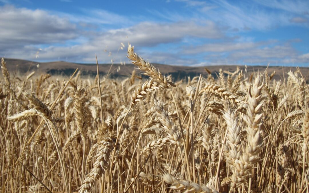 La UE alerta de inseguridad alimentaria por el bloqueo al grano ucraniano