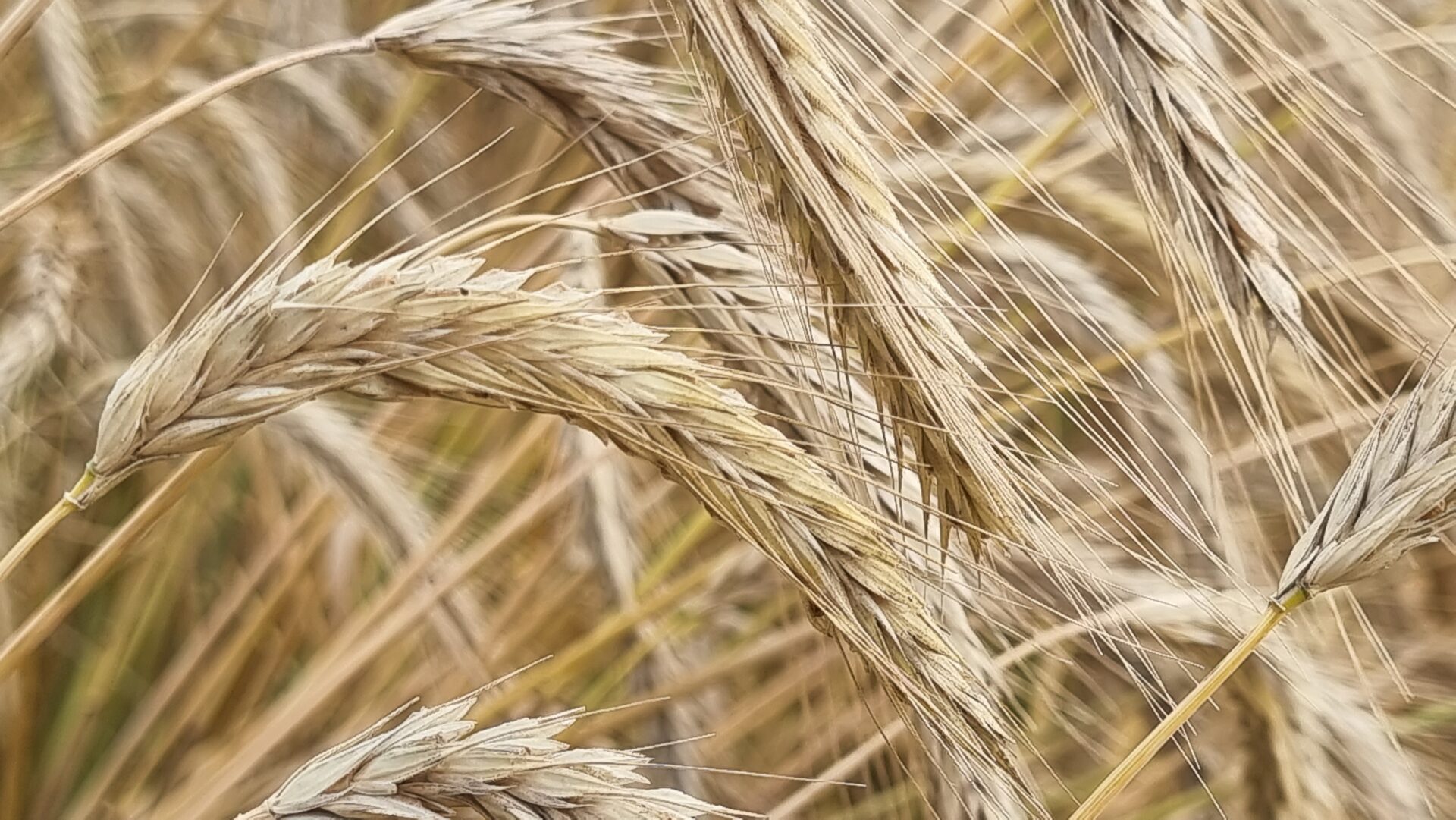 Bulgaria - grain - crops
