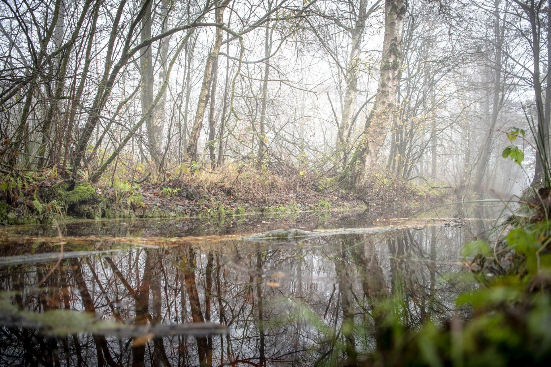 EU-Staaten beschließen umstrittenes Naturschutzgesetz