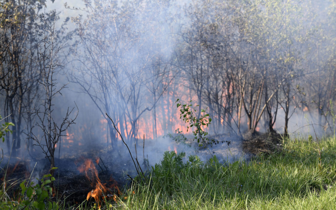 Asistenţă financiară europeană acordată României pentru daunele cauzate de incendiile şi seceta din 2022