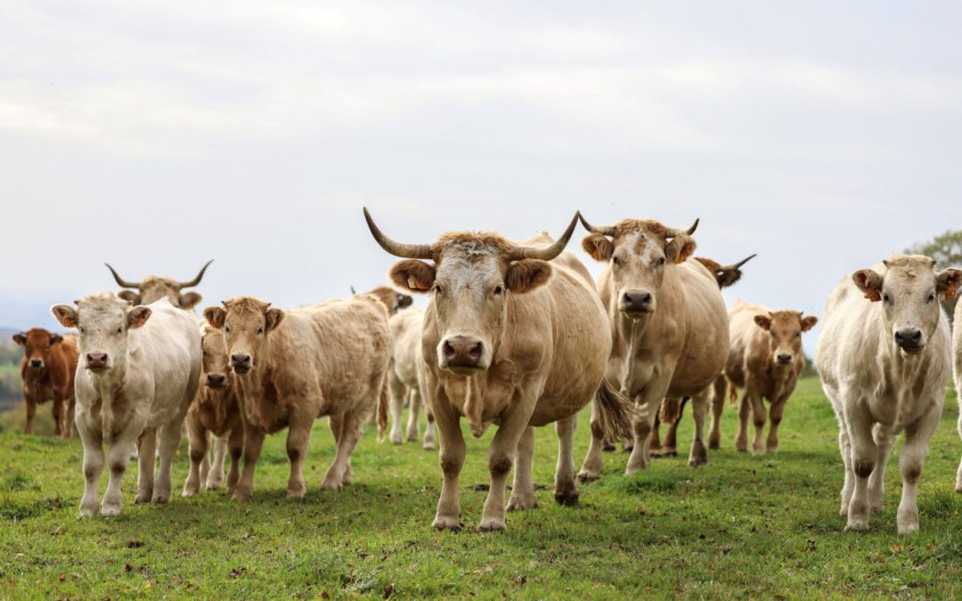 Agriculture : la PAC à contre-courant des objectifs climatiques (étude)