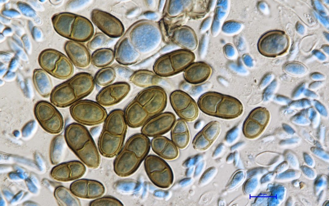 Het Instituut uit Izola stuurt een schimmel biofilm de ruimte in