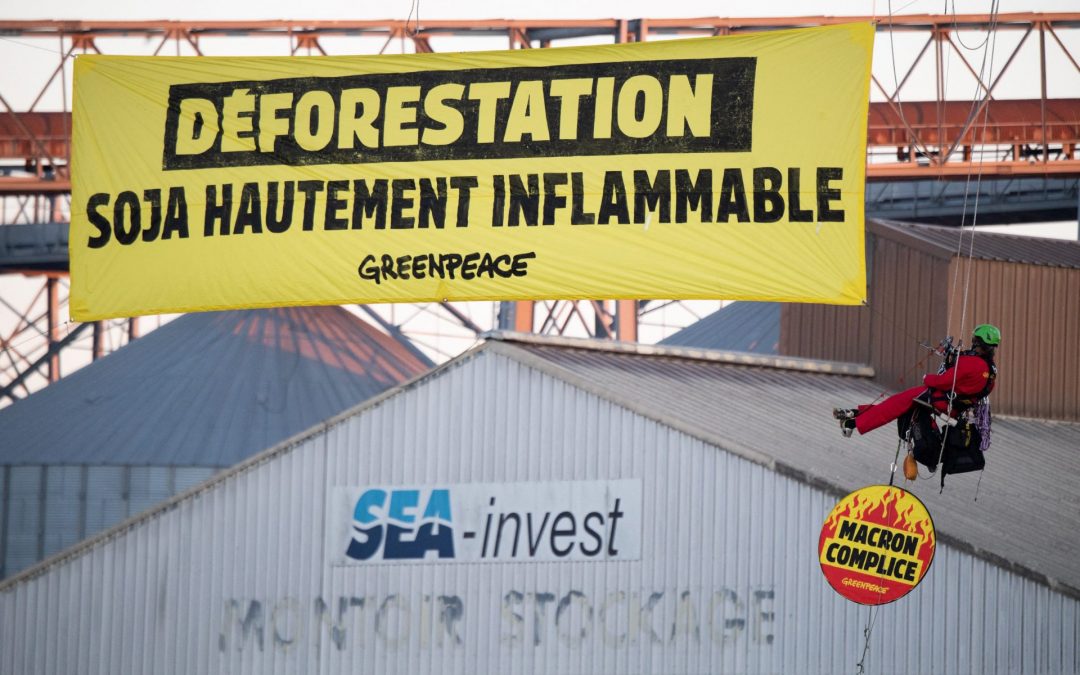 Déforestation : il est « urgent » de sortir du « flou » sur le soja, selon les fabricants d’aliments pour le bétail