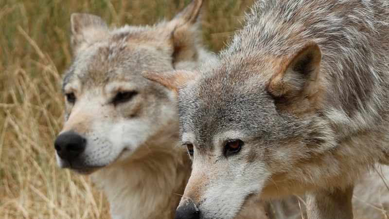 Los Veintisiete respaldan rebajar la protección del lobo con el voto en contra de España