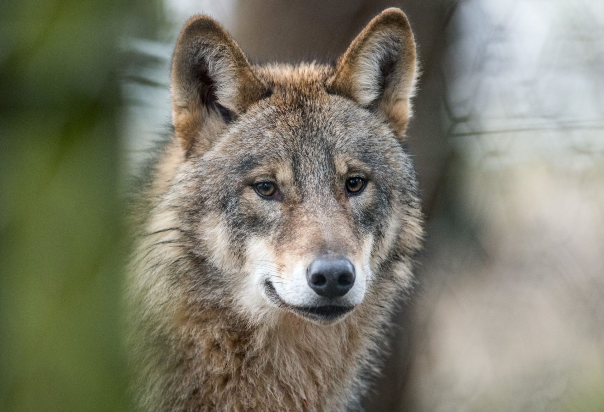 Ein Wolf (Canis Lupus Lupus) läuft durch ein Gehege. (zu dpa: «Schutzstatus Wölfe: NRW-Vertreter reagieren unterschiedlich»)