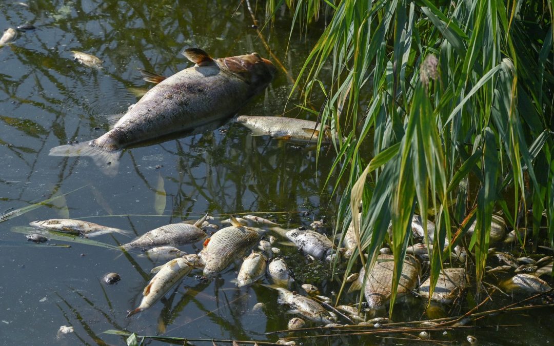 Überschwemmungen, Verknappung und Verschmutzung: Wassersysteme in der EU unter Druck