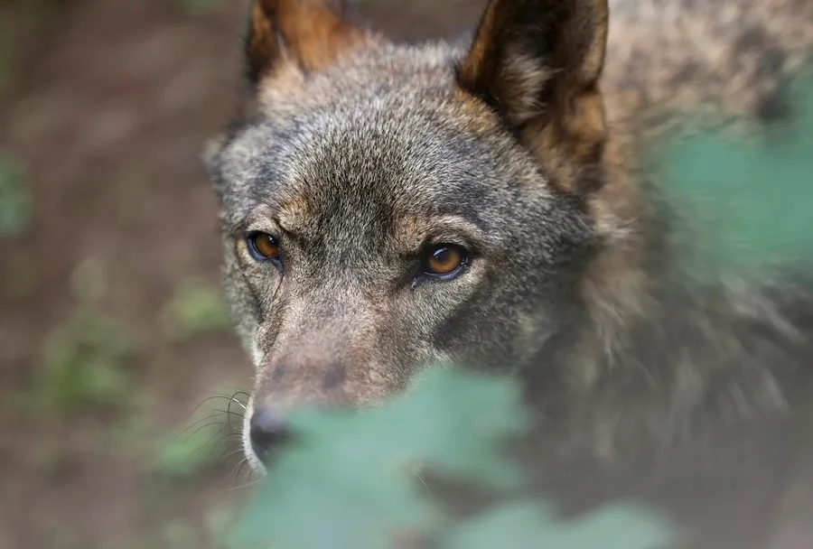 El lobo mantendrá en España su nivel de protección pese a rebaja en Europa