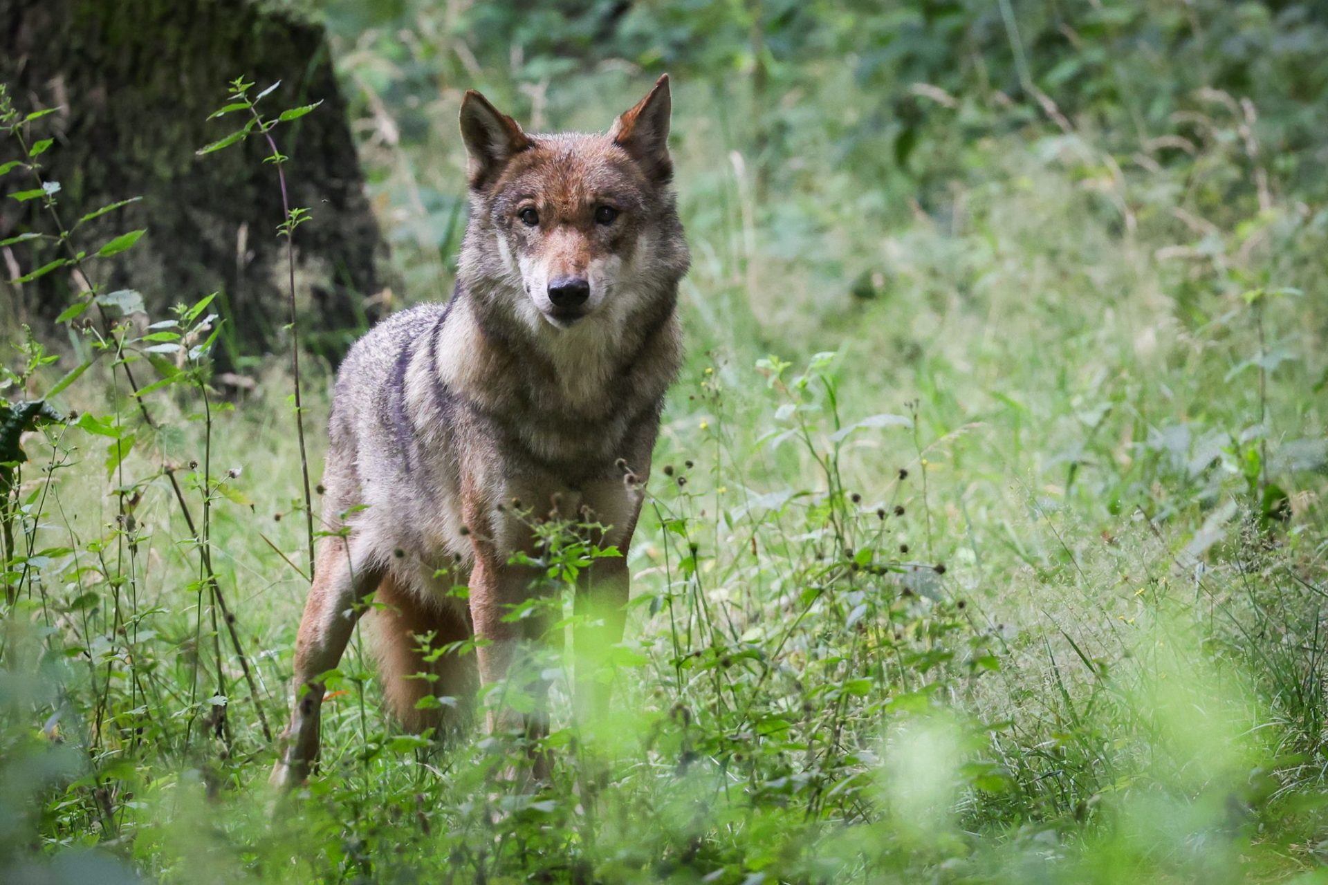 Leichtere Abschüsse: EU stößt neue Regeln für den Wolf an