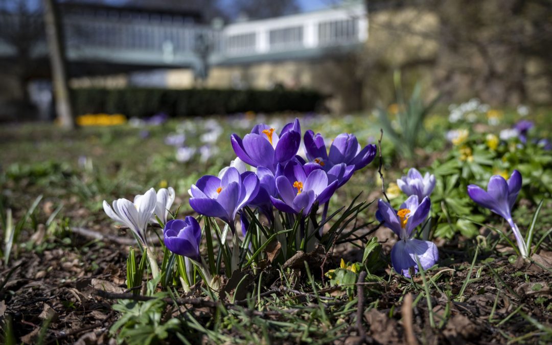 Miljöfarliga EU-förbjudna bekämpningsmedel funna i vårlökar