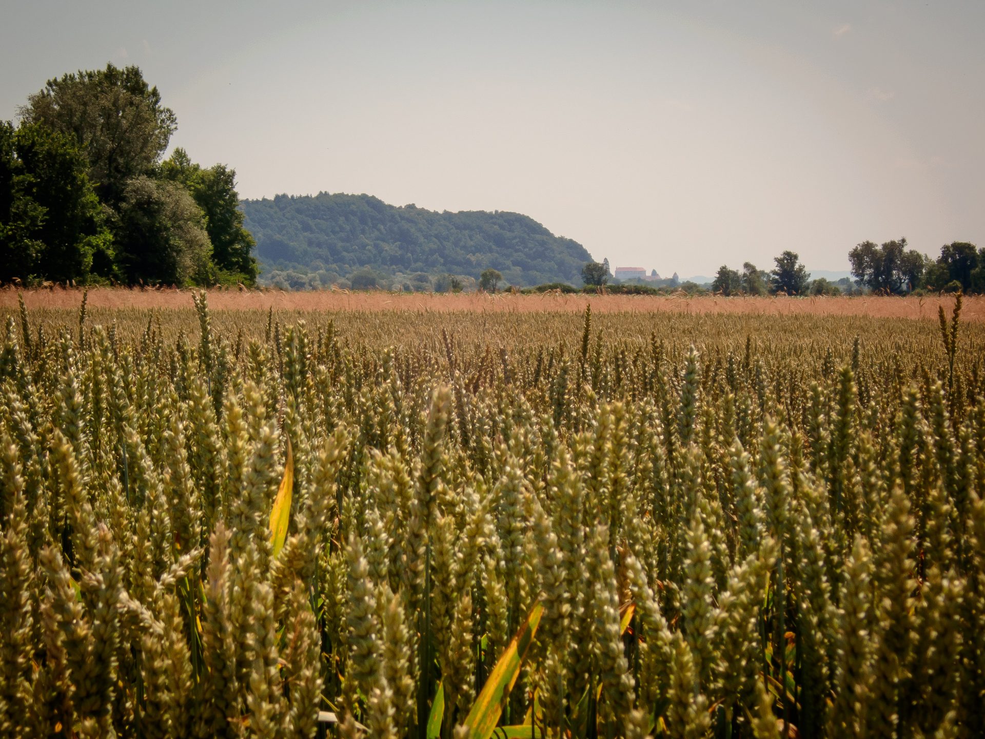 Agricultural organizations support the pan-European action to preserve the common agricultural policy