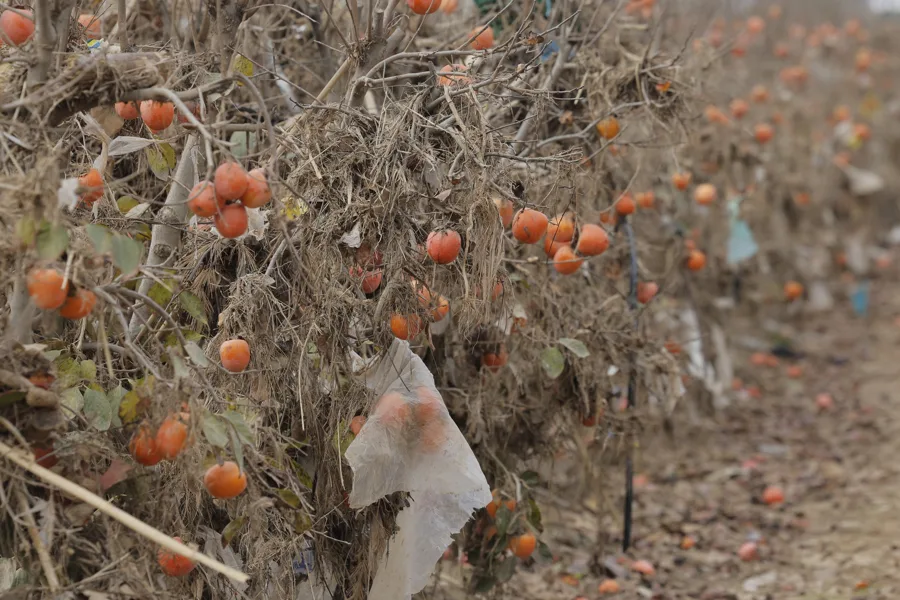 Bruselas flexibiliza las reglas para apoyar a los agricultores afectados por la dana de Valencia
