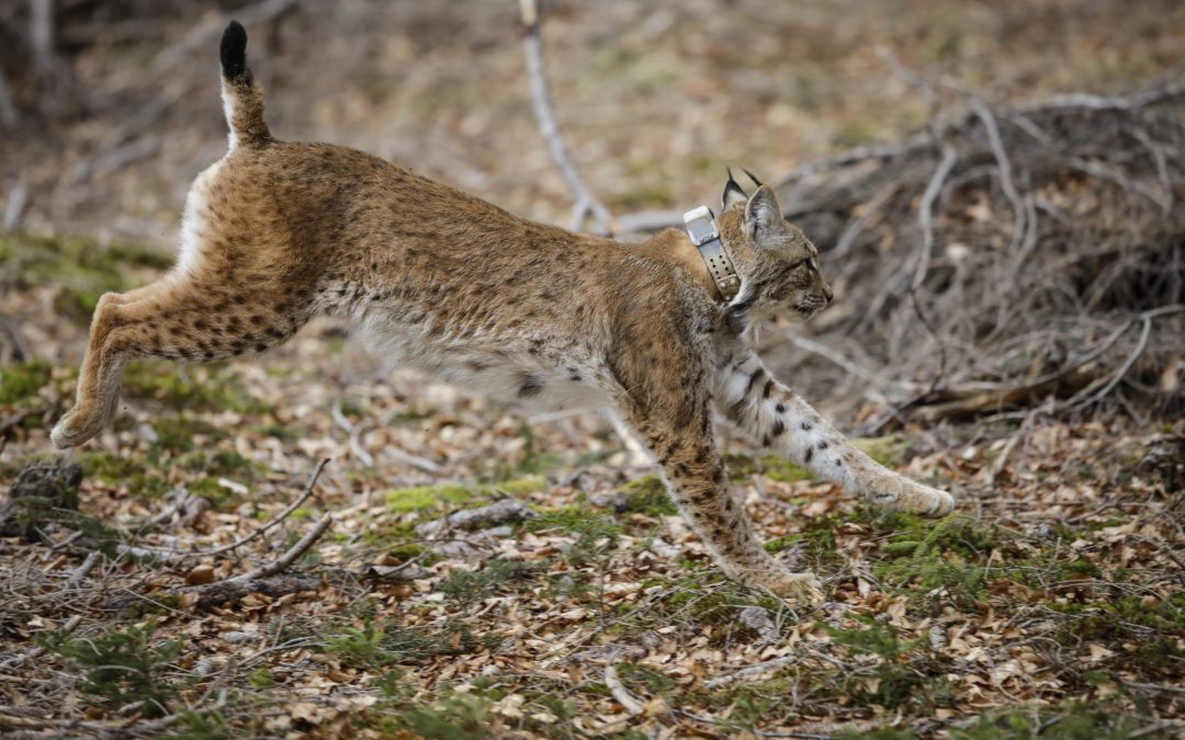 Projektu reševanja risa pred izumrtjem dve nagradi Life