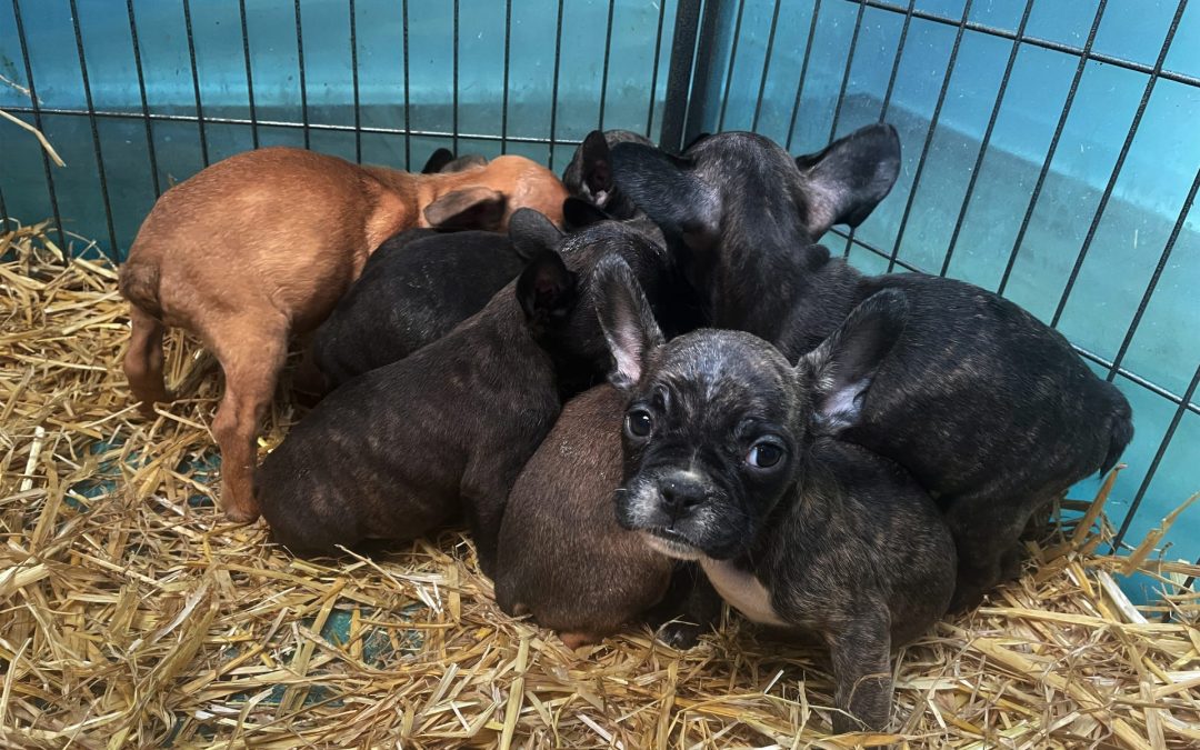 EU will illegalem Hunde- und Katzenhandel Kampf ansagen