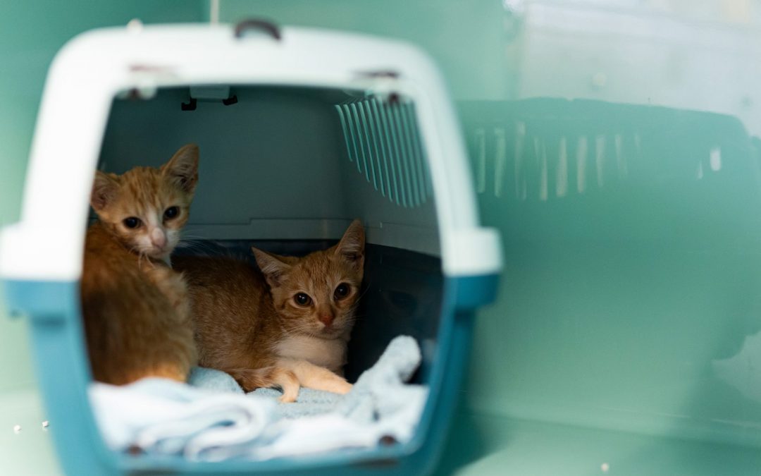 Reproduction forcée, trafic, mauvais traitements, abandon : l’UE vient au secours des animaux de compagnie