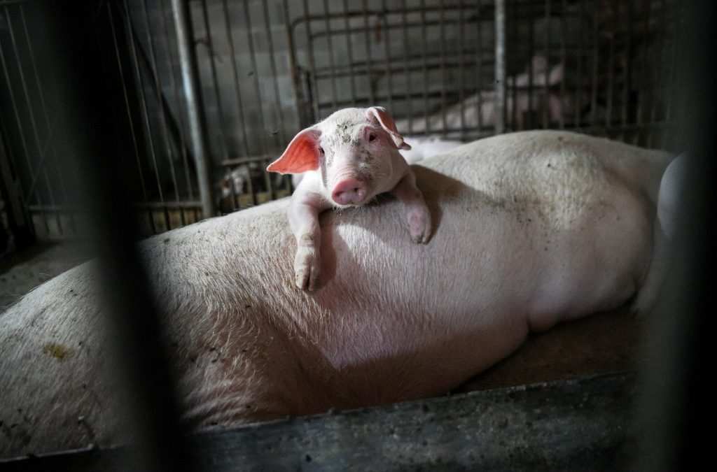 Agricultores descontentos denuncian recortes agrícolas en la propuesta presupuestaria de la UE para la PAC