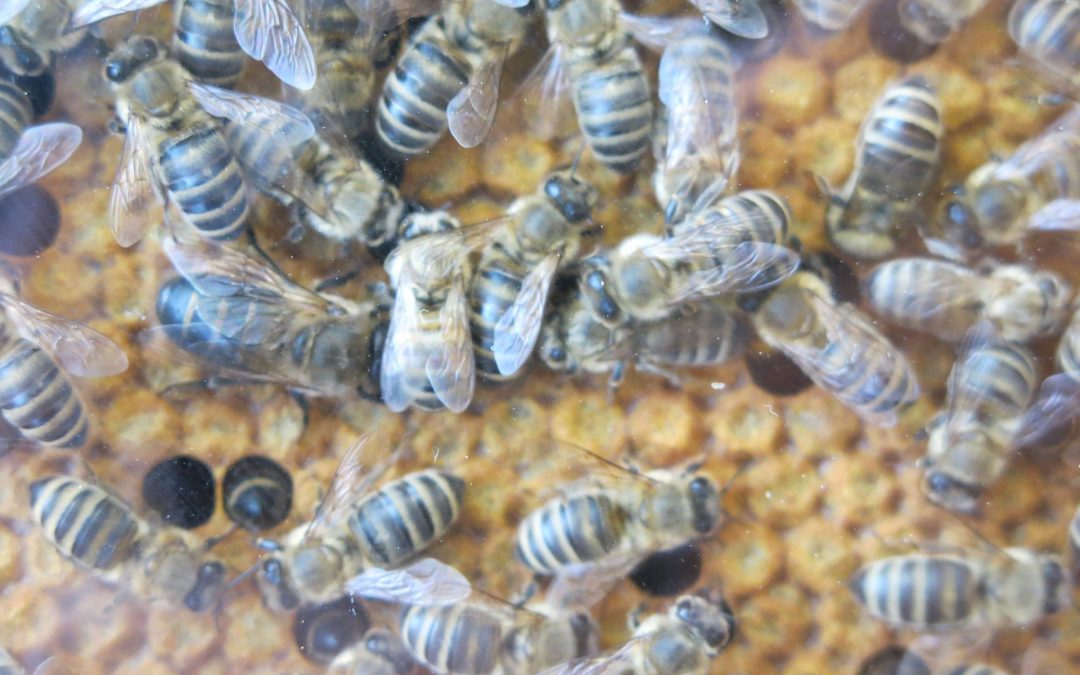 Evropski čebelarji opozarjajo na nevarnosti ponarejanja medu