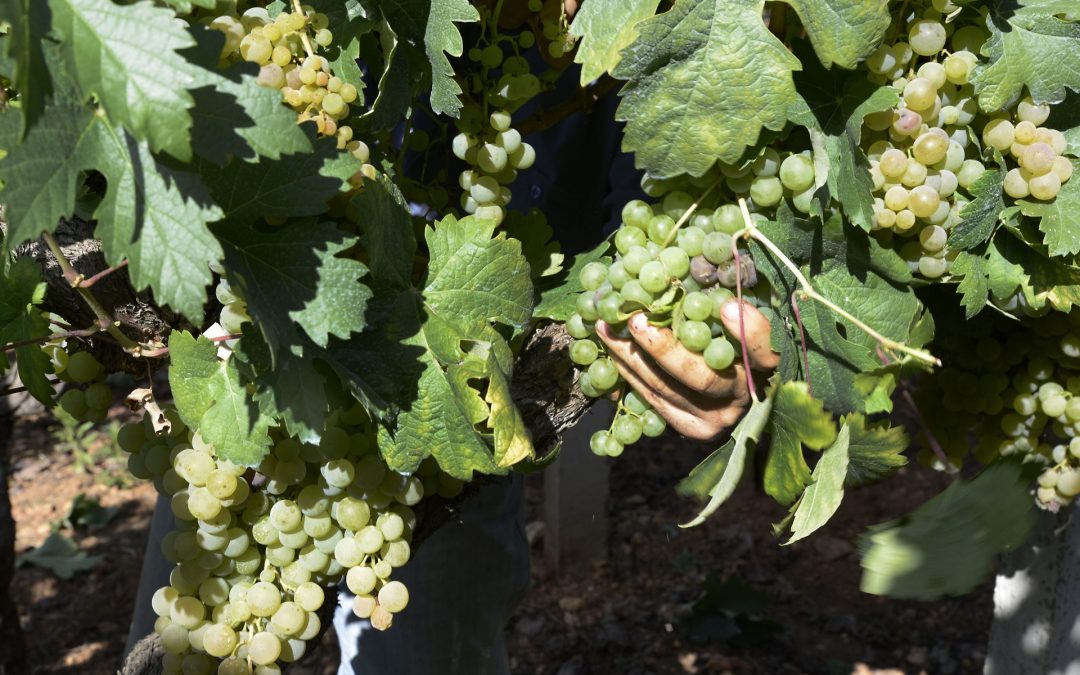 La Comisión Europea da ‘luz verde’ a la modificación del plan estratégico de la PAC propuesta por España