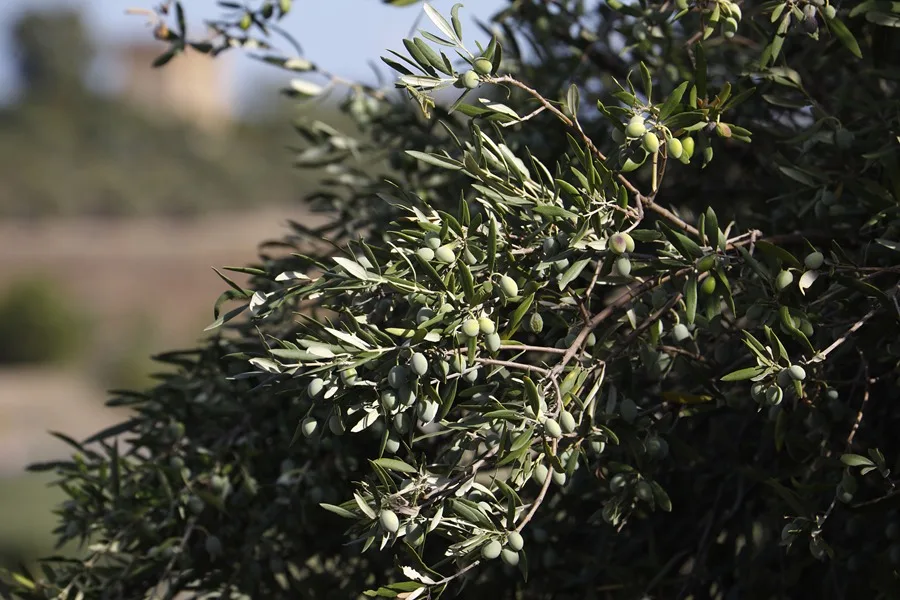 España pretende que EE. UU. elimine la subida arancelaria para el vino y el aceite de oliva