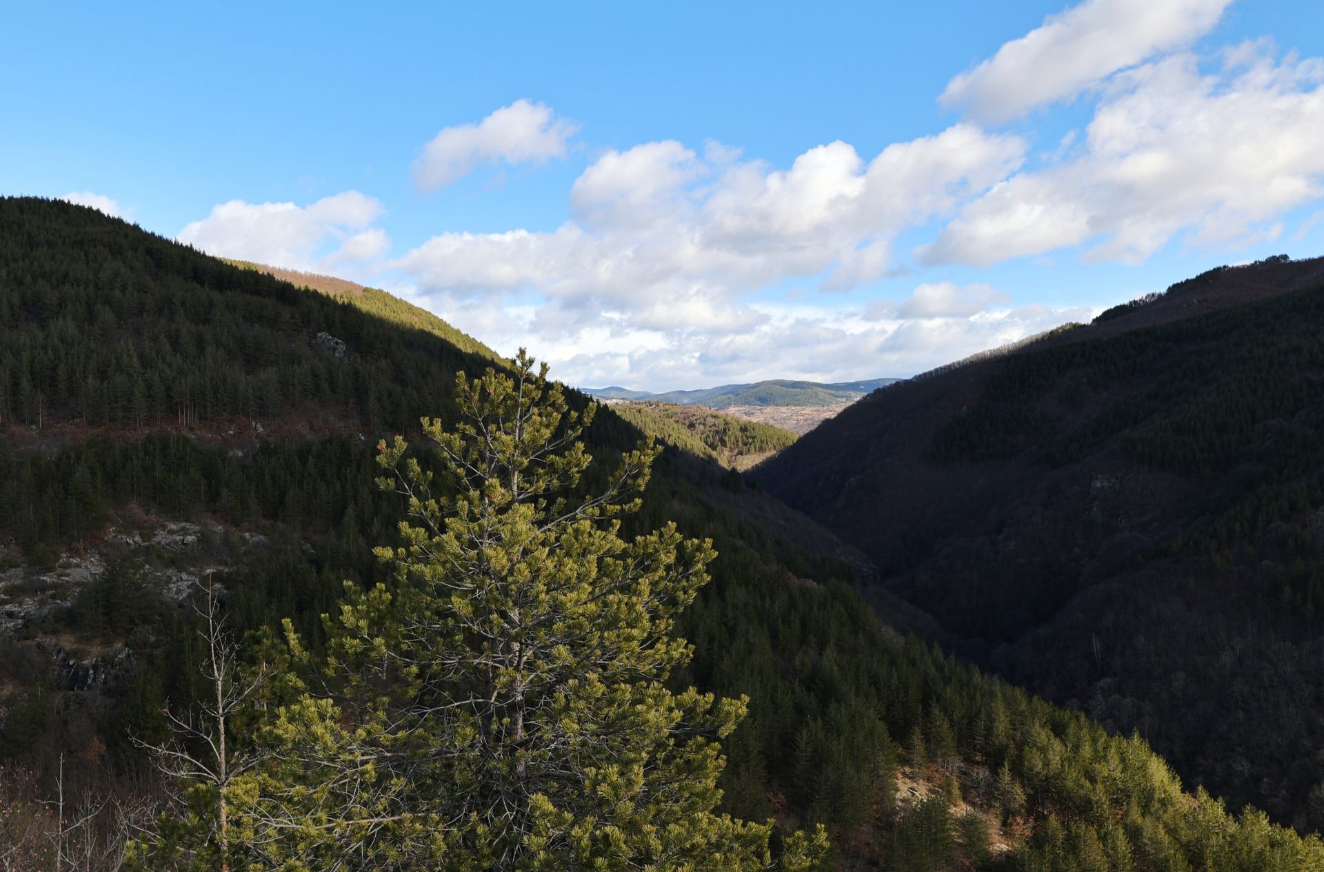 Unique model for forest management in forestry cooperatives in the Rhodopes is presented in a European study