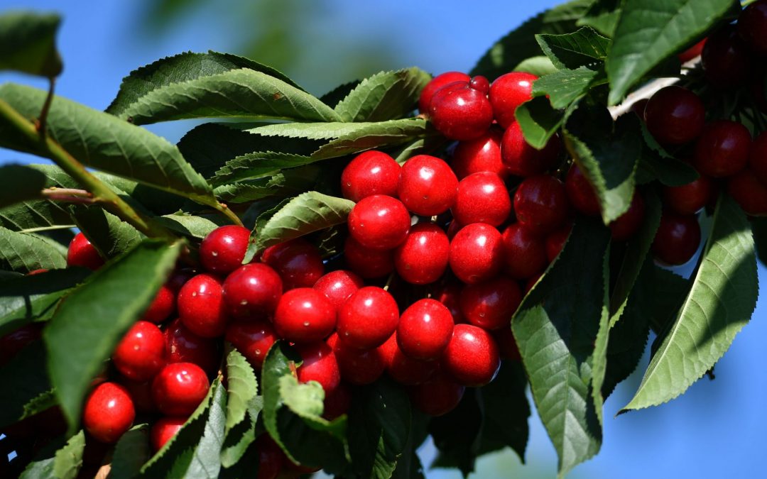 ЕК ще одобри нова помощ за българските земеделци до края на седмицата