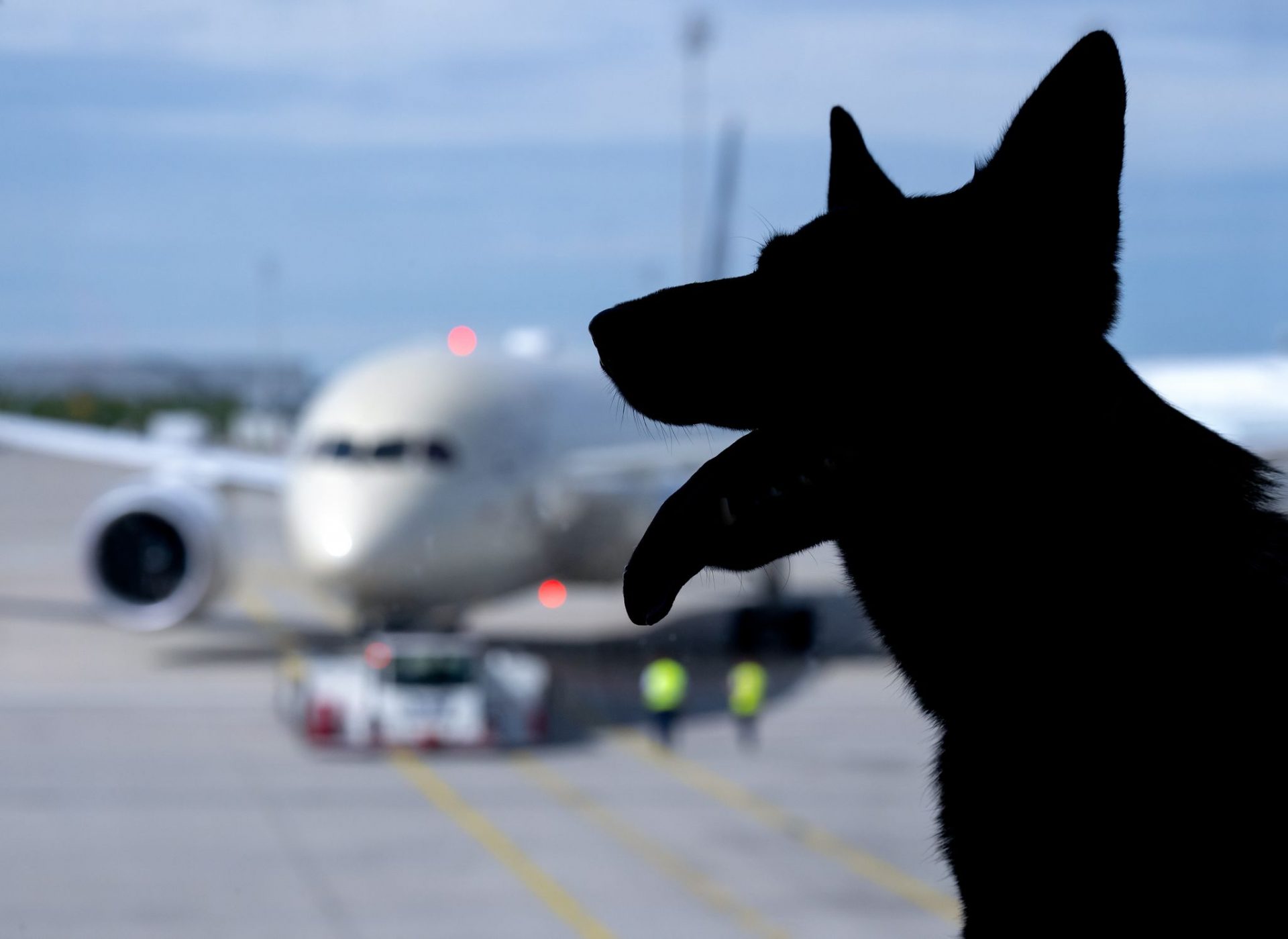 Top EU court: Lost dog equals lost bag for airline compensation