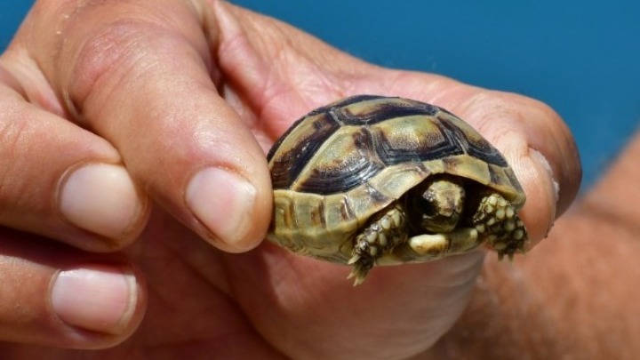 Circa 6.100 nidi di tartarughe caretta nella baia di Kyparissia