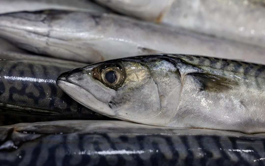 Преголем улов на скуша: ЕУ го осудува договорот меѓу Обединетото Кралство и Норвешка