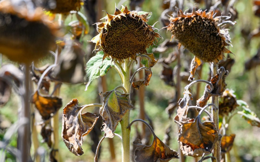 EEA-Chefin warnt: Klimawandel könnte Teile Europas für die Landwirtschaft ungeeignet machen